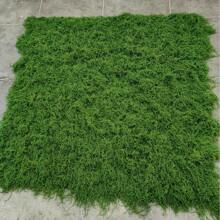 100cm*100cm Artificial Moss Carpet, Aquarium Landscaping Bionic Lawn, Fake Moss Micro Landscape Arrangement, Moss Planter, Moss Paving Mat, Moss Decor, Faux Moss