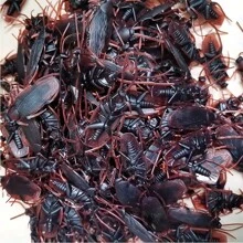 5/10/20 đồ chơi gián giả vui nhộn, đồ chơi côn trùng chân thực sáng tạo để chơi khăm, quà tặng gây cười đáng sợ, đồ dùng tiệc tùng - màu nâu - Xem 6