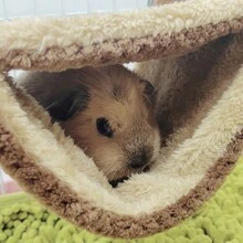 1 chiếc võng thú cưng màu cà phê hai lớp - Nhiều màu - Xem 7