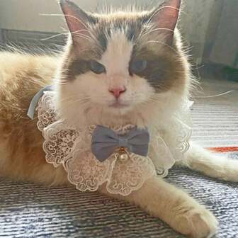 1pc Lace Bow Pearl Collar Cat And Dog Collar Cat And Dog Scarf Bib Necklace Tie Neck Scarf Accessories For Kittens And Puppies