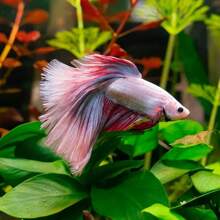 2pcs PE Material Lotus Leaves, Betta Fish Rest Leaves, Betta Fish Spawning Leaves, Aquarium Landscaping
