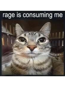 Rage Is Consuming Me Silly Staring Cat Meme T-Shirt - 黑色 - 查看 2