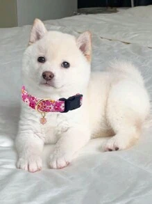 1 pièce Collier de chien réglable imprimé de fleurs mignonnes avec pendentif, convient aux petits, moyens et grands chiens, disponible en rouge, rose, violet, bleu