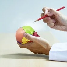 New Anatomy Skull Model 15 Parts Human Anatomy Exploded Skull Detachable Palm-Sized Mini Human Color Medical Skull Model,Medical Dental Clinic Teaching Equipment,Learning With Color Study Manual - Colorful - View 7