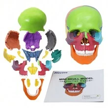 New Anatomy Skull Model 15 Parts Human Anatomy Exploded Skull Detachable Palm-Sized Mini Human Color Medical Skull Model,Medical Dental Clinic Teaching Equipment,Learning With Color Study Manual - Colorful - View 1