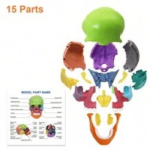 New Anatomy Skull Model 15 Parts Human Anatomy Exploded Skull Detachable Palm-Sized Mini Human Color Medical Skull Model,Medical Dental Clinic Teaching Equipment,Learning With Color Study Manual - Colorful - View 4