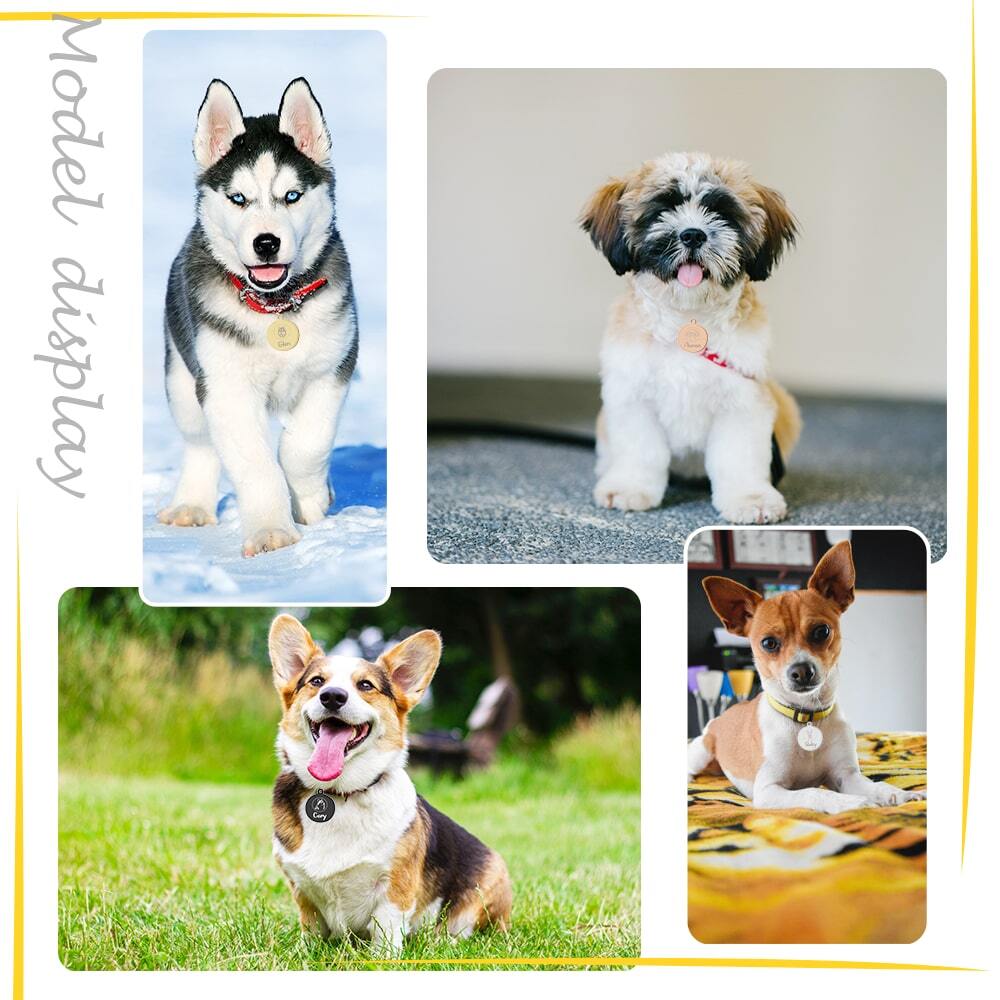 Avviso Cani Cartello Attenti Al Cane Jack Russell | Pannello In Forex 5mm Con Adesivo Vinile - Divertente E Utile Cartello Divertente - Foto 4