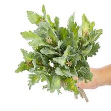 1 CÁI/3 CÁI/5 CÁI Hoa cúc lá bạc nhân tạo bằng lụa cho bình hoa cưới mùa thu cho trang trí phòng ăn tại nhà, phòng ngủ, phụ kiện tiệc sinh nhật lễ hội, trang trí sân vườn ngoài trời - màu xanh lá - Xem 5