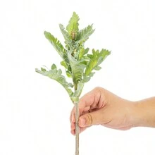 1 CÁI/3 CÁI/5 CÁI Hoa cúc lá bạc nhân tạo bằng lụa cho bình hoa cưới mùa thu cho trang trí phòng ăn tại nhà, phòng ngủ, phụ kiện tiệc sinh nhật lễ hội, trang trí sân vườn ngoài trời - màu xanh lá - Xem 6
