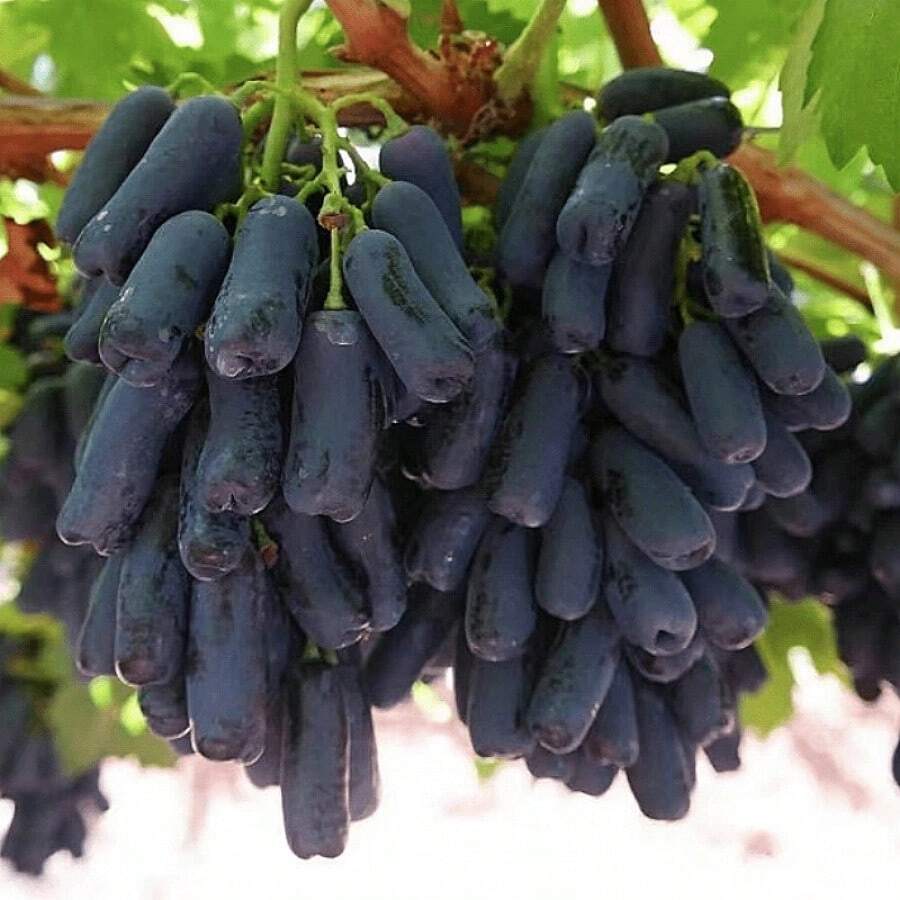 200 Organic Black Finger Grape Seeds For Growing, Non-Gmo Edible, Grape Organic Fruit Seeds Heirloom - 200pcs - View 1