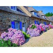 semillas de flores de invierno de durazno mezcladas, plantas esponjosas de rápido crecimiento, aroma hermoso, adecuadas para decoración de jardines al aire  plantas sostenibles para el hogar, adecuadas para regalos - 100 - Ver 3