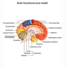 Life-Size Human Brain Anatomical Model, Color-Coded Partitioned Brain, 2 Parts, Anatomically Accurate Brain Model For Science Classroom Study Display Teaching Medical Model - Colorful - View 6
