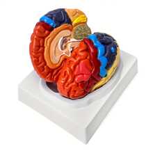Life-Size Human Brain Anatomical Model, Color-Coded Partitioned Brain, 2 Parts, Anatomically Accurate Brain Model For Science Classroom Study Display Teaching Medical Model - Colorful - View 3