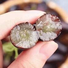 200 Organic Black Finger Grape Seeds For Growing, Non-Gmo Edible, Grape Organic Fruit Seeds Heirloom - 200pcs - View 4