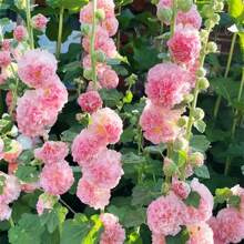 Heirloom Hollyhock 'carnival Mix' - Vibrant, Non-Gmo Garden For Stunning Perennial Outdoor Displays - 15pcs.seeds - View 4