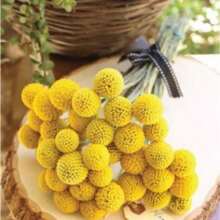 25 Seeds Cute Yellow Billy Buttons Craspedia Globosa Seeds - Variant1 - View 6
