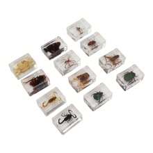 12 Pcs Real Bug Specimens Transparent Resin Science Education Classroom Bug Specimen Sample Tabletop Ornament - Multicolor - View 10