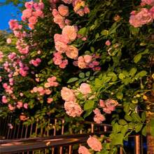 100pcs Mix Climbing Roses Seeds For Planting Outdoors Ornamental Climbing Flowers Rosa Bush Vine Climber Long-Blooming - 1Pack - View 3