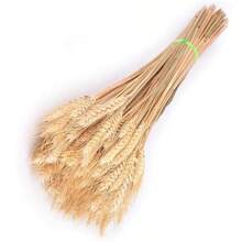 50/100 件优质干小麦捆 - 天然小麦捆，适用于家庭厨房、婚礼、派对、桌面中心装饰、丰收花环、波西米亚风农舍 DIY 装饰礼物生日毕业典礼、假植物 - 彩色 - 查看 3