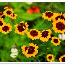 Semillas de crisantemo en forma de serpiente fáciles de cultivar en interiores.Semillas de flores en maceta de verano.Plantas florecientes de verano.Flores y plantas.Siembra de semillas de flores en verano - 2000 piezas - Ver 2