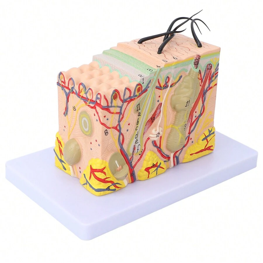 MINSHUXI 35X Enlarged Anatomical Skin Model 3 Dimensional Skin Teaching Aids Model For Skin Cosmetology - White - View 1