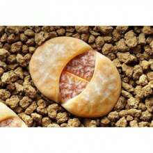 RARE Echeveria 'Ramillete' Lithops Succulent Cactus Exotic Living Stones Desert Rock Seed 50 SEEDS - Variant1 - View 2