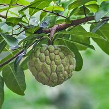 100 Pcs Seeds Apple Seeds, Custard Apple, Annona Squamosa - Tropical Exotic Delicious Sweet Fruits Fruit Seeds - Great Gardening Gift - 100顆種子 - 查看 1