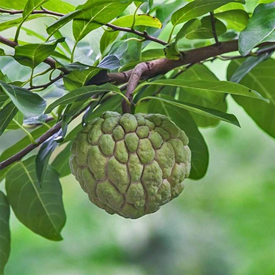 100 Pcs Seeds Apple Seeds, Custard Apple, Annona Squamosa - Tropical Exotic Delicious Sweet Fruits Fruit Seeds - Great Gardening Gift - 100顆種子 - 查看 1