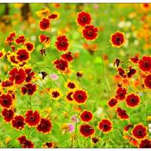 Semillas de crisantemo en forma de serpiente fáciles de cultivar en interiores.Semillas de flores en maceta de verano.Plantas florecientes de verano.Flores y plantas.Siembra de semillas de flores en verano - 2000 piezas - Ver 1