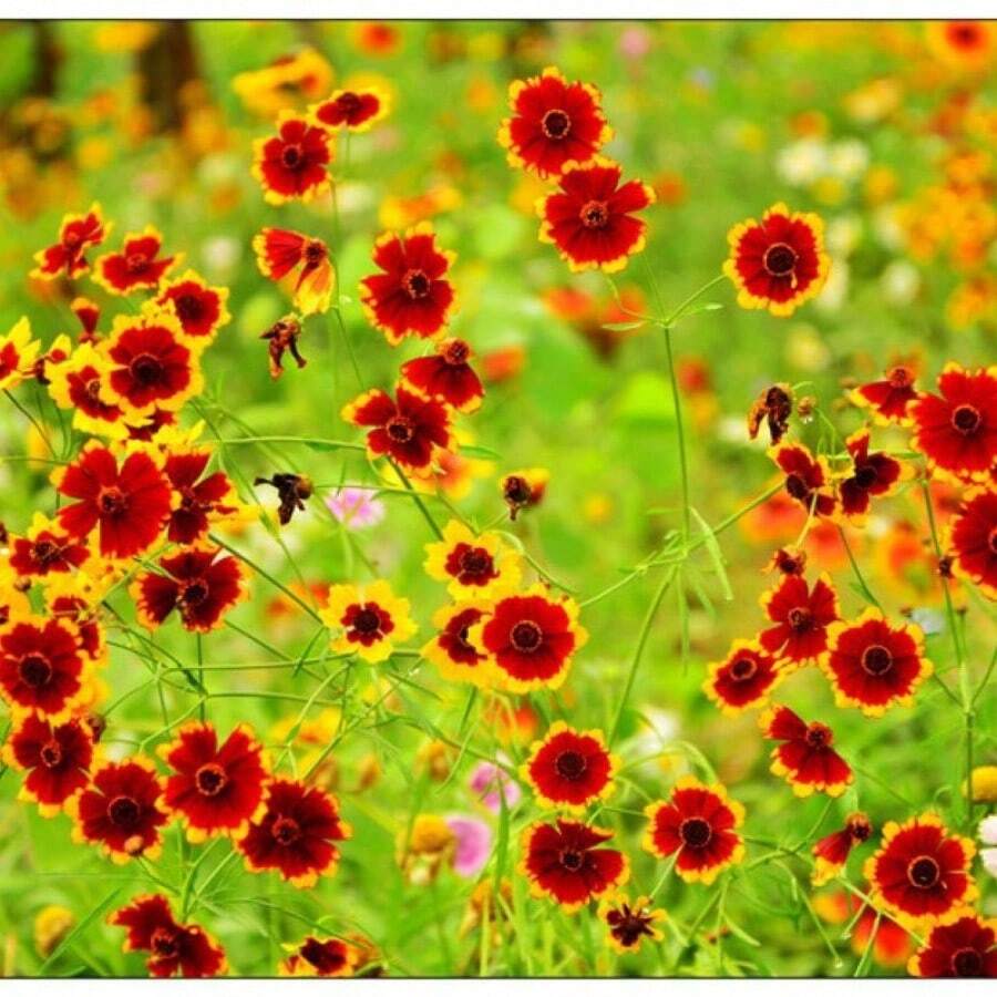 Semillas de crisantemo en forma de serpiente fáciles de cultivar en interiores.Semillas de flores en maceta de verano.Plantas florecientes de verano.Flores y plantas.Siembra de semillas de flores en verano - 2000 piezas - Ver 1