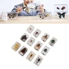 12 Pcs Real Bug Specimens Transparent Resin Science Education Classroom Bug Specimen Sample Tabletop Ornament - Multicolor - View 3