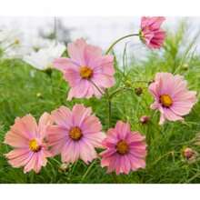 25 Apricot Cosmos Flower Seeds - Variant1 - View 8