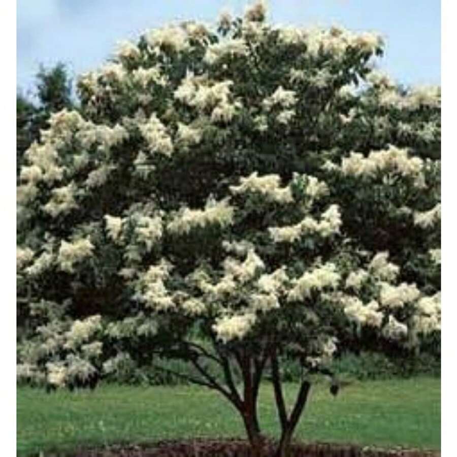 50pcs White Japanese Lilac Seeds (Extremely Fragrant)/ - 1Pack - View 1