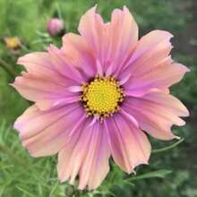 25 Apricot Cosmos Flower Seeds - Variant1 - View 4