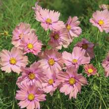 25 Apricot Cosmos Flower Seeds - Variant1 - View 3
