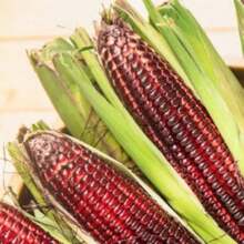 50pcs Bloody Butcher Corn Heirloom Seeds - Non-GMO, Open-Pollinated, Dent Corn With Striking Red Hues - Flour Corn For Culinary Versatility