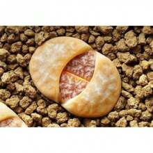 RARE Echeveria 'Ramillete' Lithops Succulent Cactus Exotic Living Stones Desert Rock Seed 50 SEEDS - Variant1 - View 1