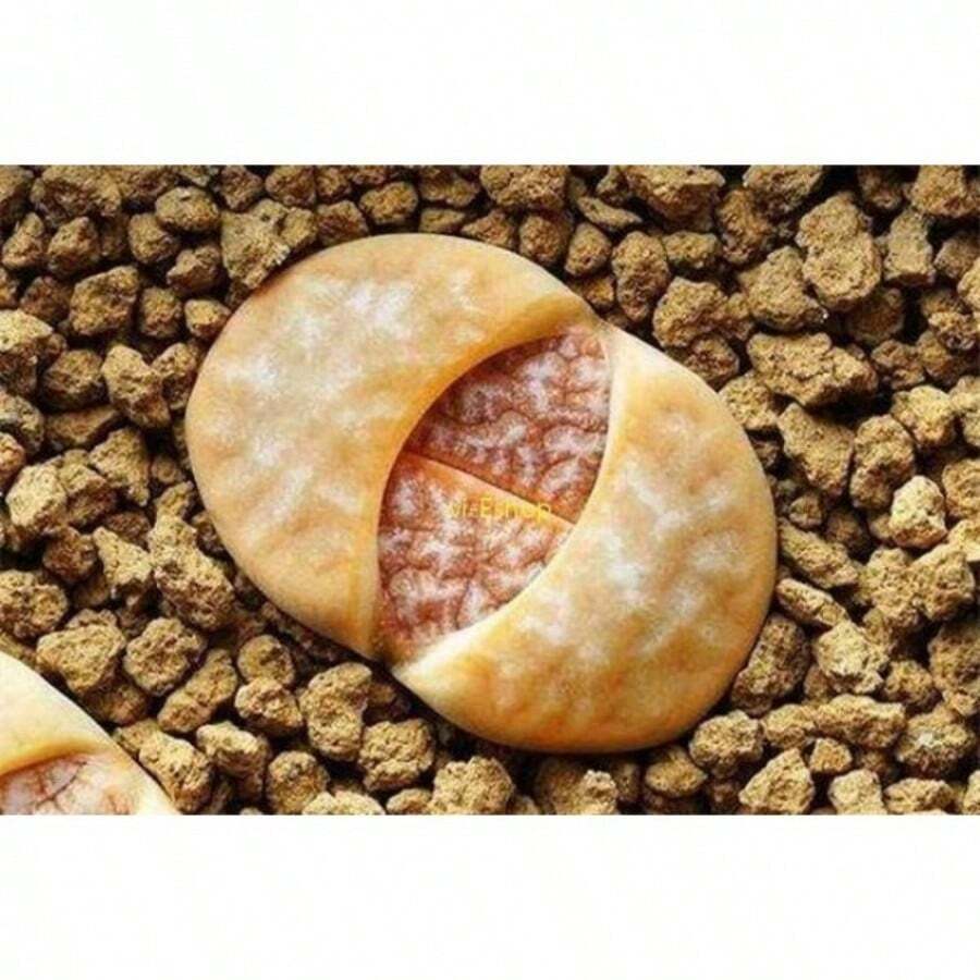 RARE Echeveria 'Ramillete' Lithops Succulent Cactus Exotic Living Stones Desert Rock Seed 50 SEEDS - Variant1 - View 1