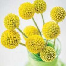 25 Seeds Cute Yellow Billy Buttons Craspedia Globosa Seeds - Variant1 - View 4