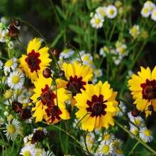 Semillas de crisantemo en forma de serpiente fáciles de cultivar en interiores.Semillas de flores en maceta de verano.Plantas florecientes de verano.Flores y plantas.Siembra de semillas de flores en verano - 2000 piezas - Ver 3