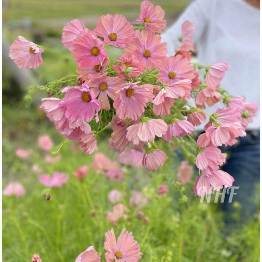 25 Apricot Cosmos Flower Seeds - Variant1 - View 1