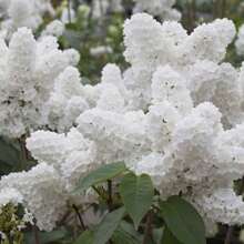 50pcs White Japanese Lilac Seeds (Extremely Fragrant)/ - 1Pack - View 3
