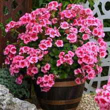 Pink Cranesbills Geranium Heirloom S.Eeds -100 Hardy Wild Dwarf Ivy Leaf Flowering Plant Se.Eds, Perfect For Easy Garden Growth And Maintenance - 1 - View 1