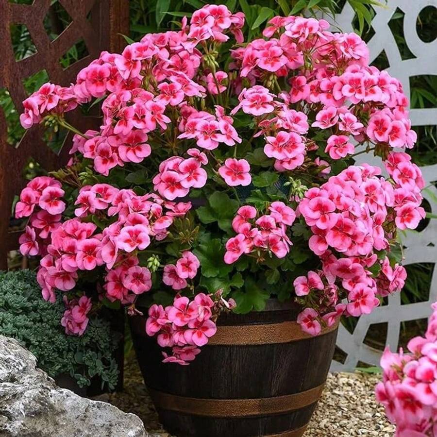 Pink Cranesbills Geranium Heirloom S.Eeds -100 Hardy Wild Dwarf Ivy Leaf Flowering Plant Se.Eds, Perfect For Easy Garden Growth And Maintenance - 1 - View 1