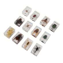12 Pcs Real Bug Specimens Transparent Resin Science Education Classroom Bug Specimen Sample Tabletop Ornament - Multicolor - View 7