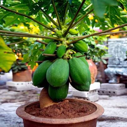 10 Dwarf Papaya, Tree Posture Pale, Spring Can Enjoy Flowers, Fall Can Watch The Fruit, Is A Common Ornamental Trees, Light-Loving, Like Warm And Humid Climate, Drought-Resistant, Cold-Resistant, Heat-Resistant, Long-Lived Dwarf Papaya