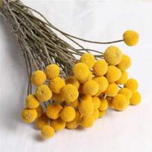 25 Seeds Cute Yellow Billy Buttons Craspedia Globosa Seeds - Variant1 - View 1