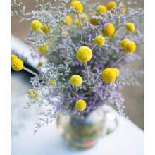 25 Seeds Cute Yellow Billy Buttons Craspedia Globosa Seeds - Variant1 - View 8