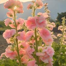 Heirloom Hollyhock 'carnival Mix' - Vibrant, Non-Gmo Garden For Stunning Perennial Outdoor Displays - 15pcs.seeds - View 3