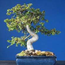 50 Chinese Elm (Pearl Birch) Ulmus Parvifolia Seeds - 1 Pack - View 4